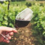Quali vini del Piemonte possiedono la denominazione di origine?